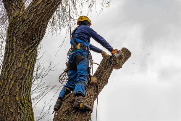 Trusted Pierz, MN Tree Services Experts